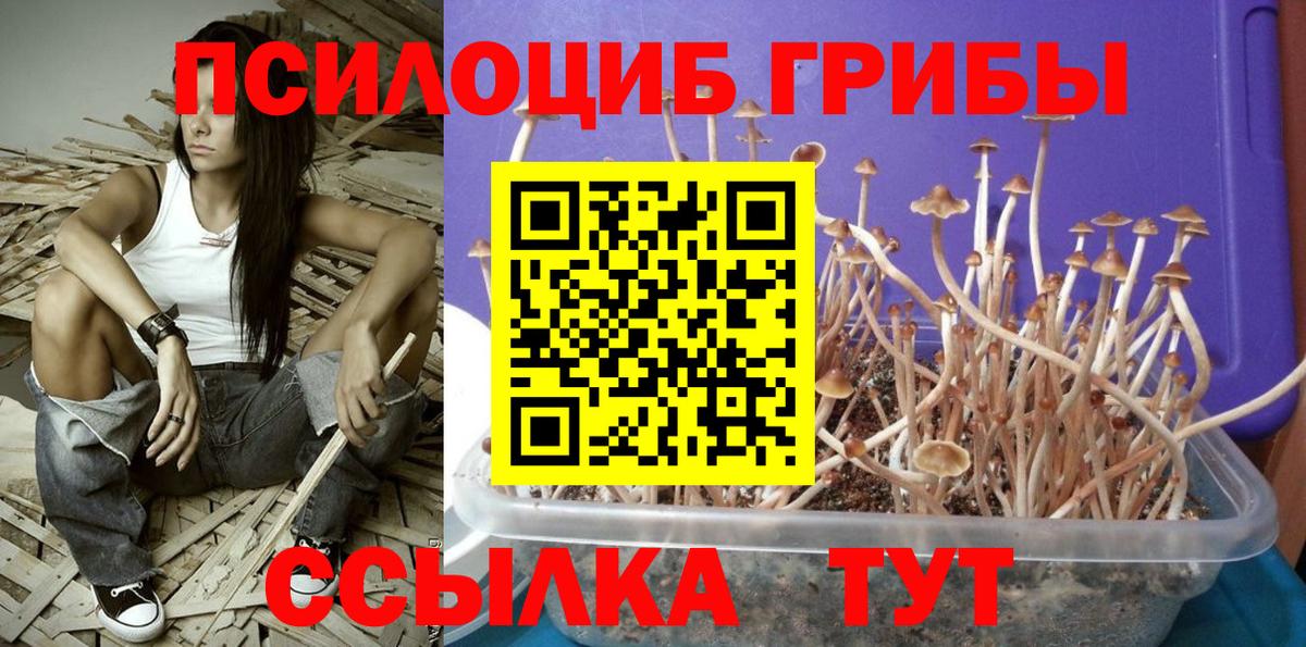 Магадан  Псилоцибиновые грибы MAGIC MUSHROOMS  Вход с VPN 